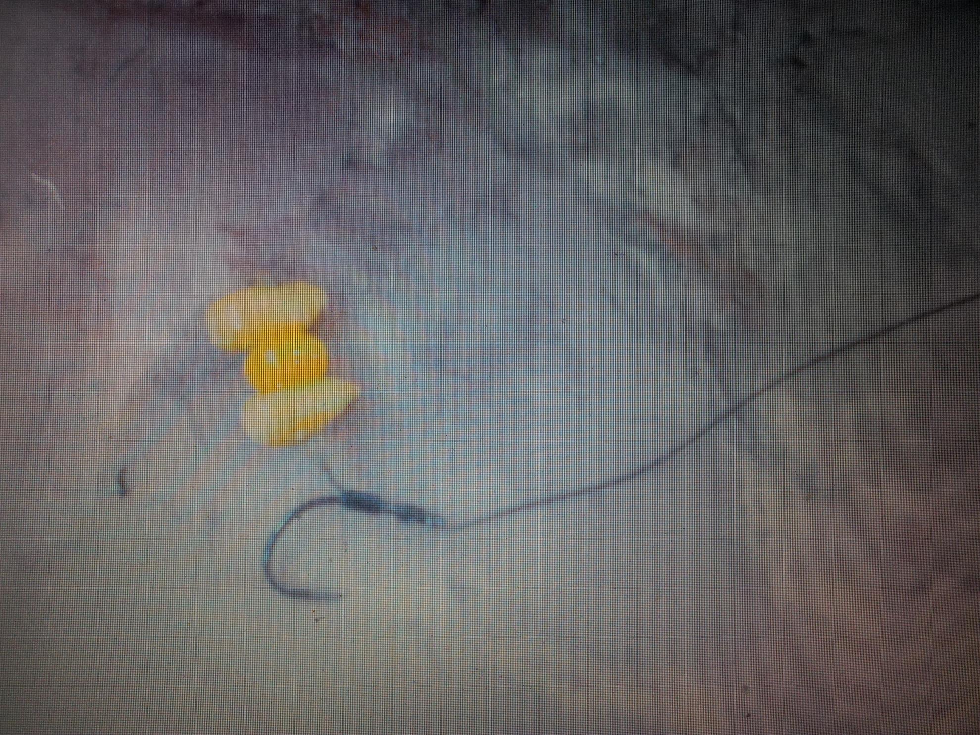 Monturi - 20130113123342.jpg